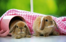 اطلاعات درباره خرگوش لوپ + خرید خرگوش