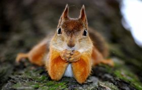 اطلاعات کامل درباره سنجاب ها