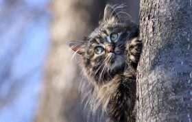 اطلاعات کامل درباره گربه سیبرین