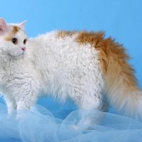 اطلاعات کامل درباره گربه سلکیرک رکس